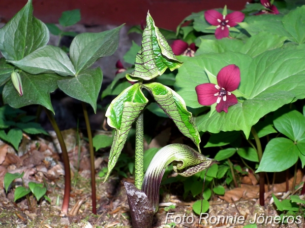 arisaema griffithii